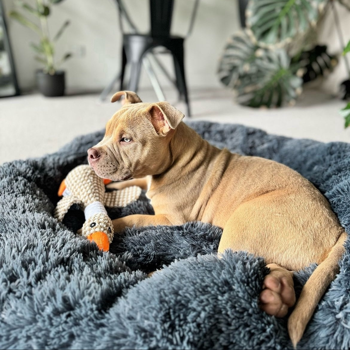 BRÉMIS LUSH™ Calming Bed