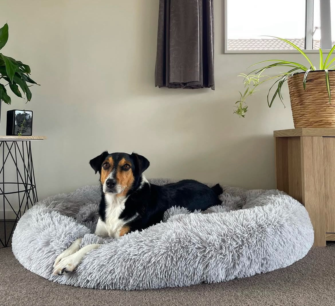 BRÉMIS XXXL Pet Bed